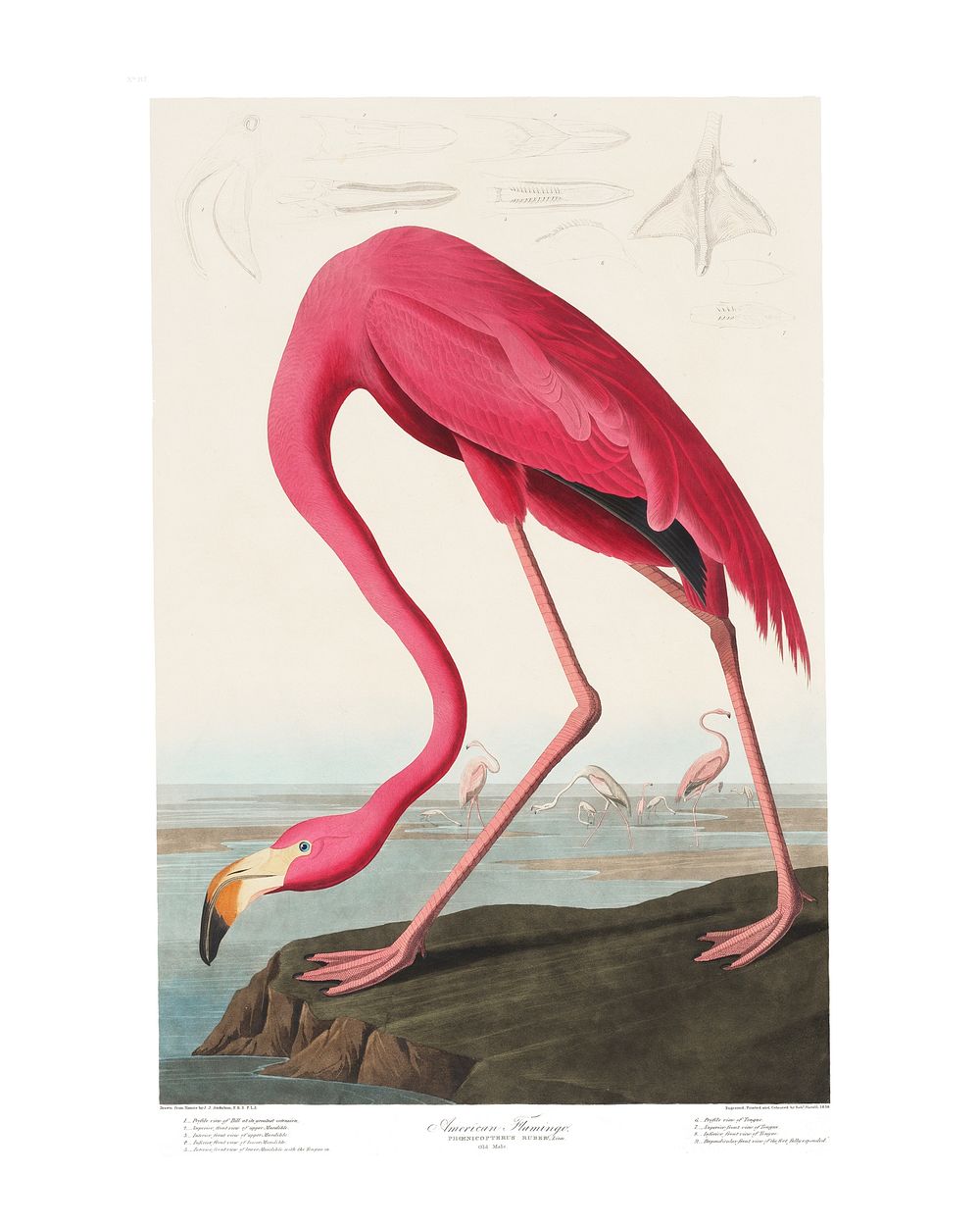 Pink Flamingo vintage illustration wall art print and poster design. Original from Birds of America by John James Audubon…