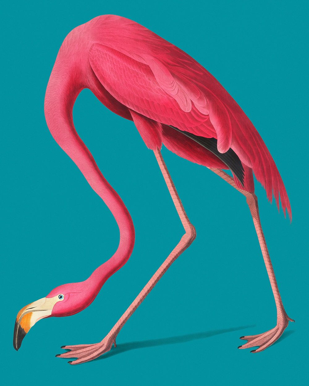 Vintage Illustration of Pink Flamingo.