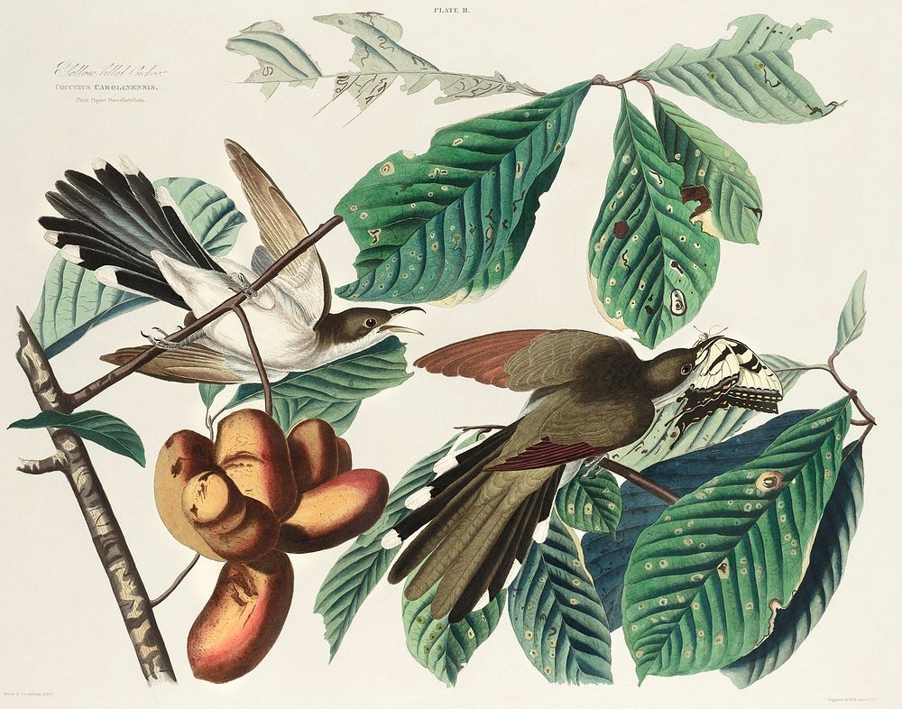 Yellow-billed Cuckoo from Birds of America (1827) by John James Audubon, etched by William Home Lizars. Original from…