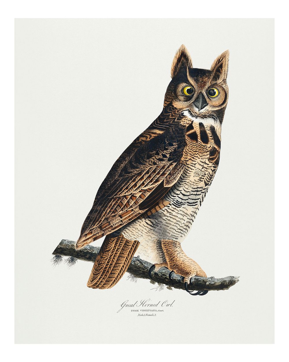 Vintage Great Horned Owl wall art print and poster.