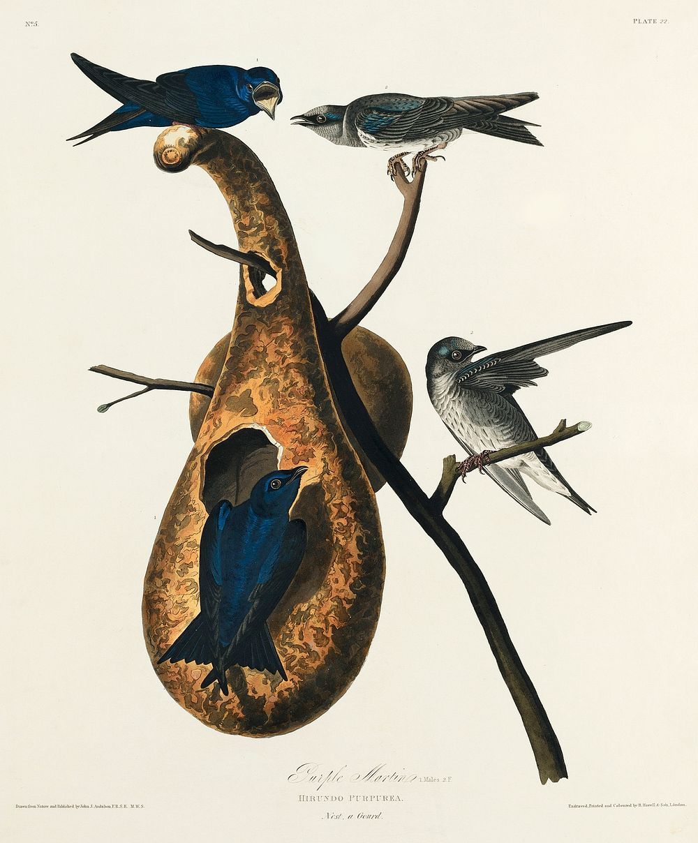 Purple Martin from Birds of America (1827) by John James Audubon, etched by William Home Lizars. Original from University of…