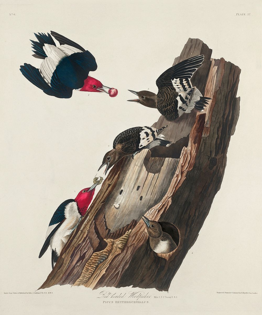 Red-headed Woodpecker from Birds of America (1827) by John James Audubon, etched by William Home Lizars. Original from…