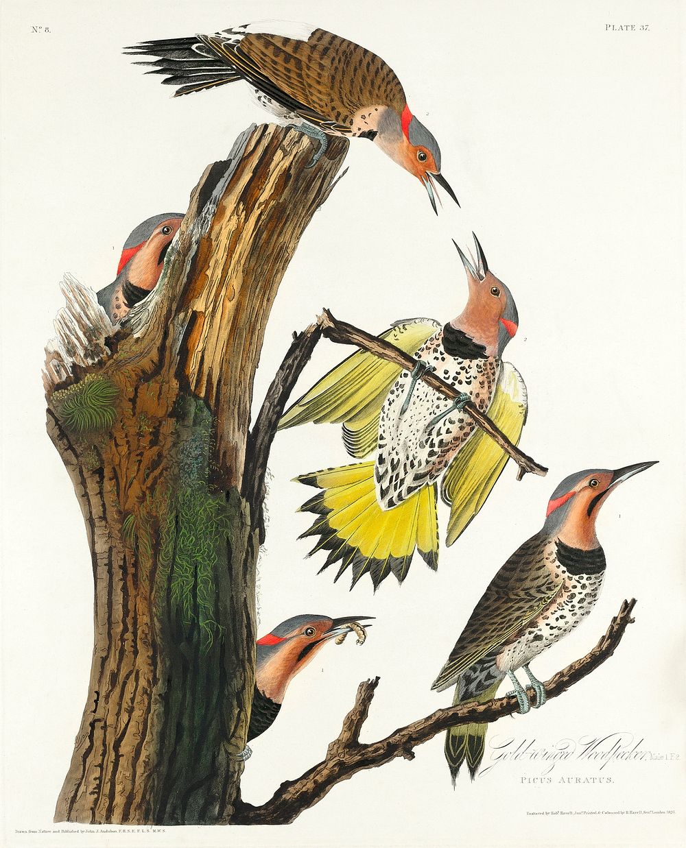 Golden-winged Woodpecker from Birds of America (1827) by John James Audubon, etched by William Home Lizars. Original from…