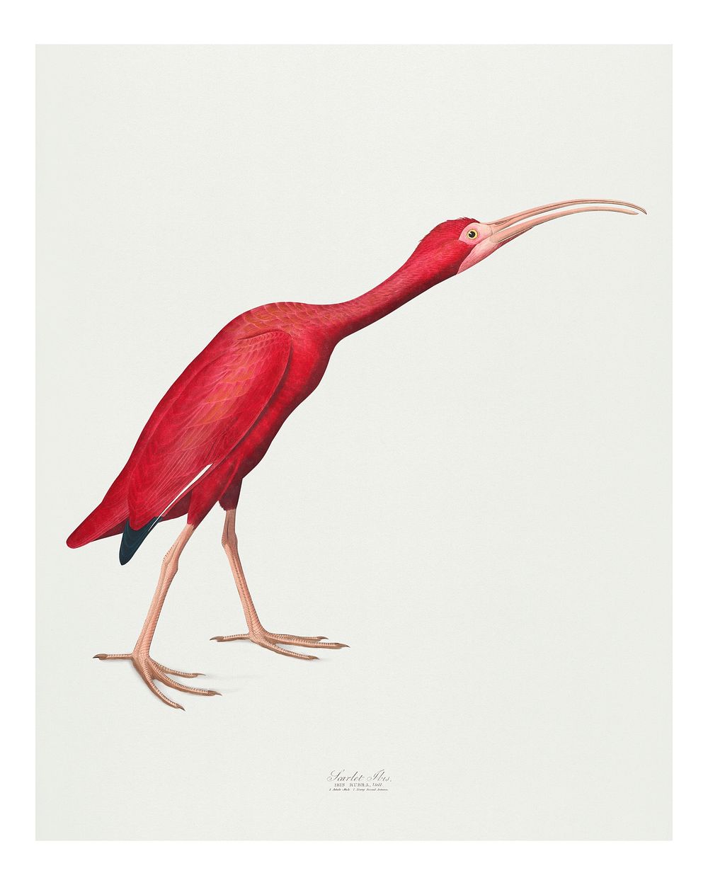 Vintage Scarlet Ibis illustration wall art print and poster.