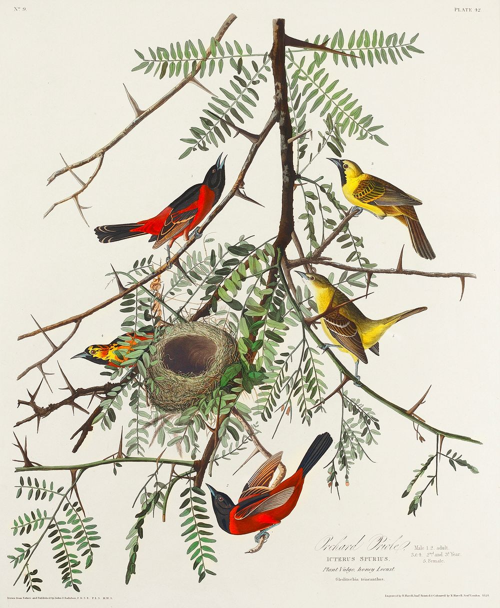Orchard Oriole from Birds of America (1827) by John James Audubon, etched by William Home Lizars. Original from University…