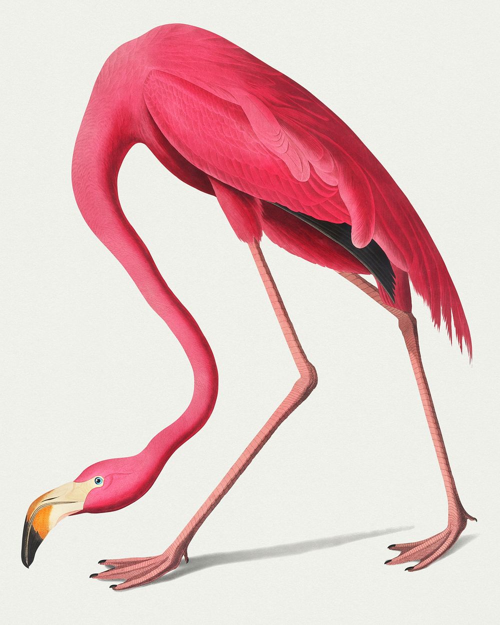 Vintage Illustration of Pink Flamingo
