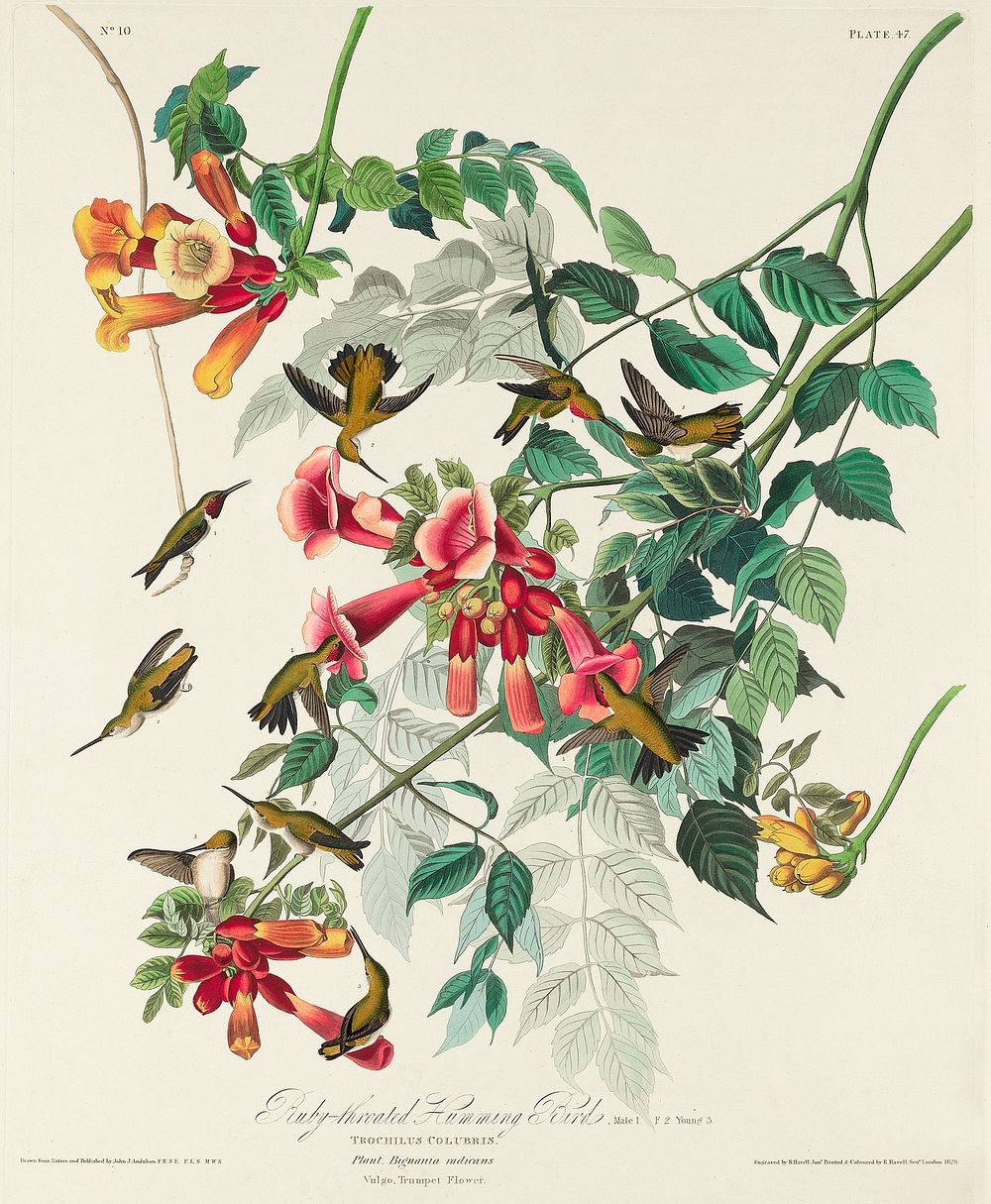 Ruby-throated Humming Bird from Birds of America (1827) by John James Audubon, etched by William Home Lizars. Original from…