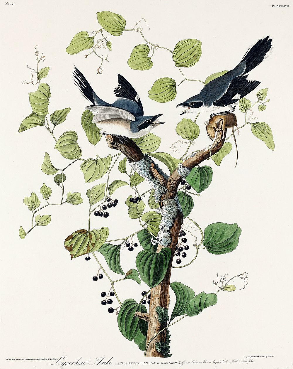 Loggerhead Shrike from Birds of America (1827) by John James Audubon, etched by William Home Lizars. Original from…