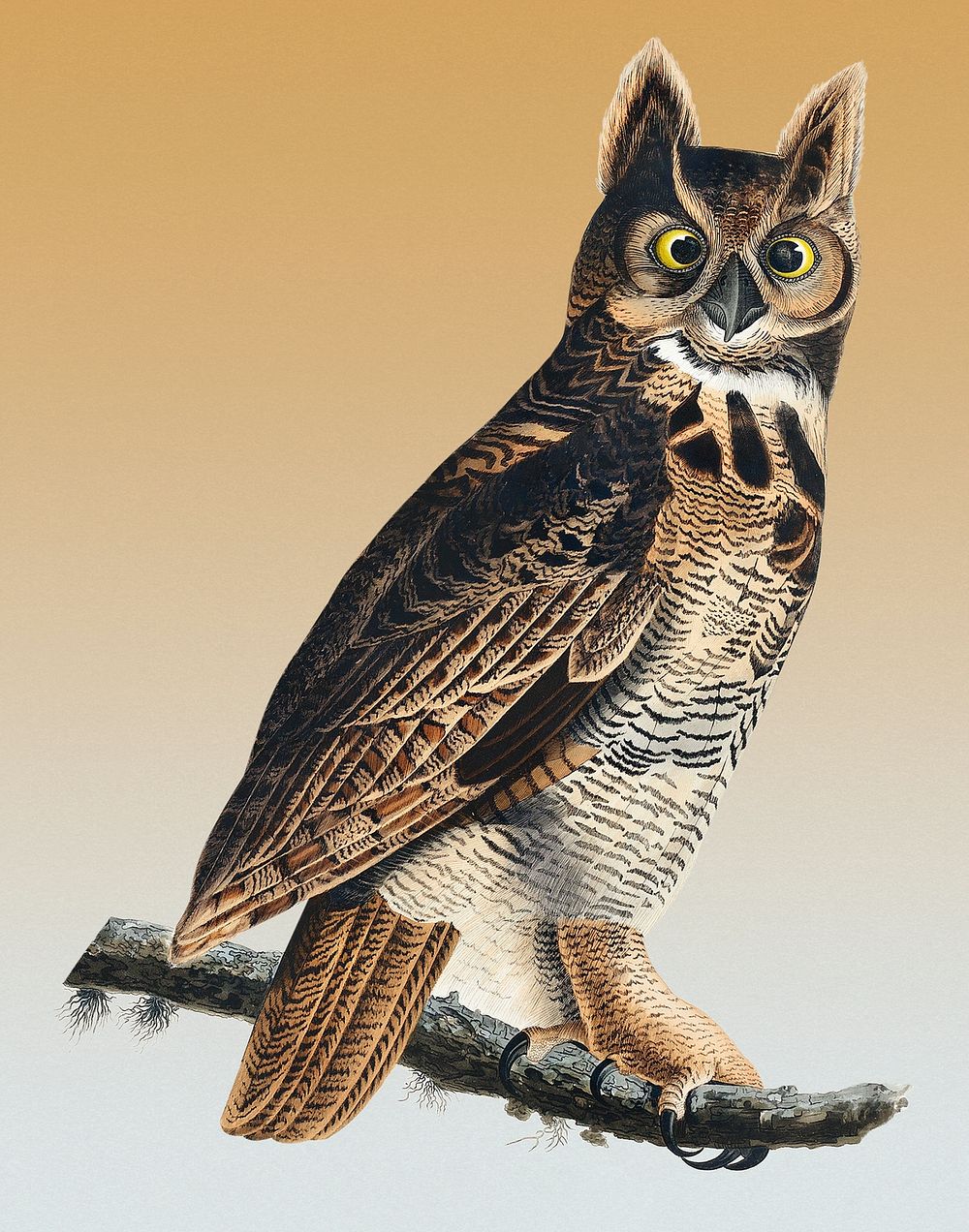 Vintage Illustration of Great Horned Owl.