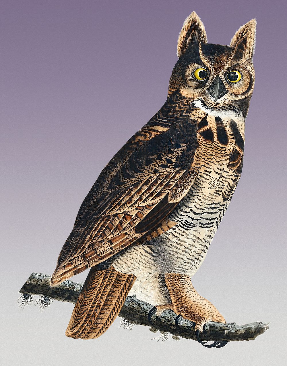 Vintage Illustration of Great Horned Owl from Birds of America.