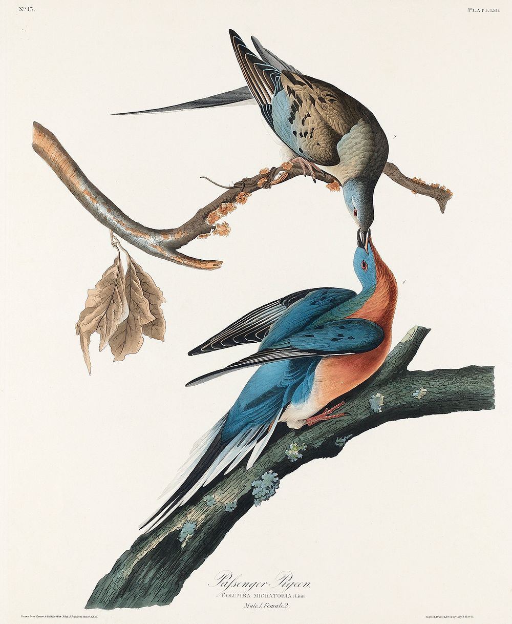 Passenger Pigeon from Birds of America (1827) by John James Audubon, etched by William Home Lizars. Original from University…
