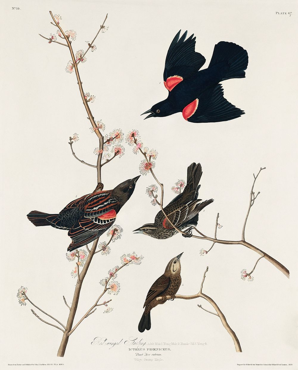 Red winged Starling, or Marsh Blackbird from Birds of America (1827) by John James Audubon, etched by William Home Lizars.…