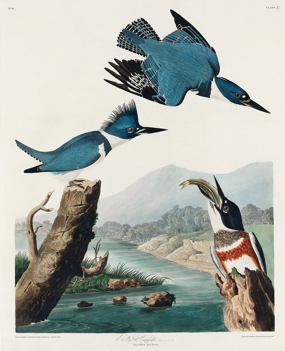 Belted Kingfisher from Birds of America (1827) by John James Audubon, etched by William Home Lizars. Original from…