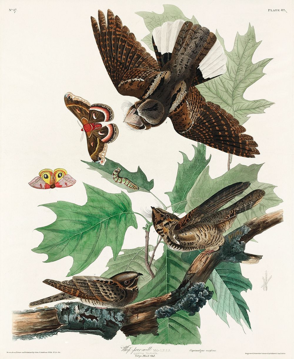 Whip-poor-will from Birds of America (1827) by John James Audubon, etched by William Home Lizars. Original from University…