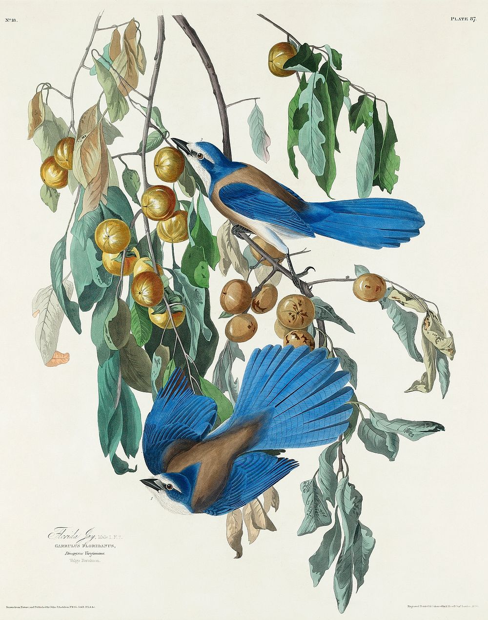 Florida Jay from Birds of America (1827) by John James Audubon, etched by William Home Lizars. Original from University of…