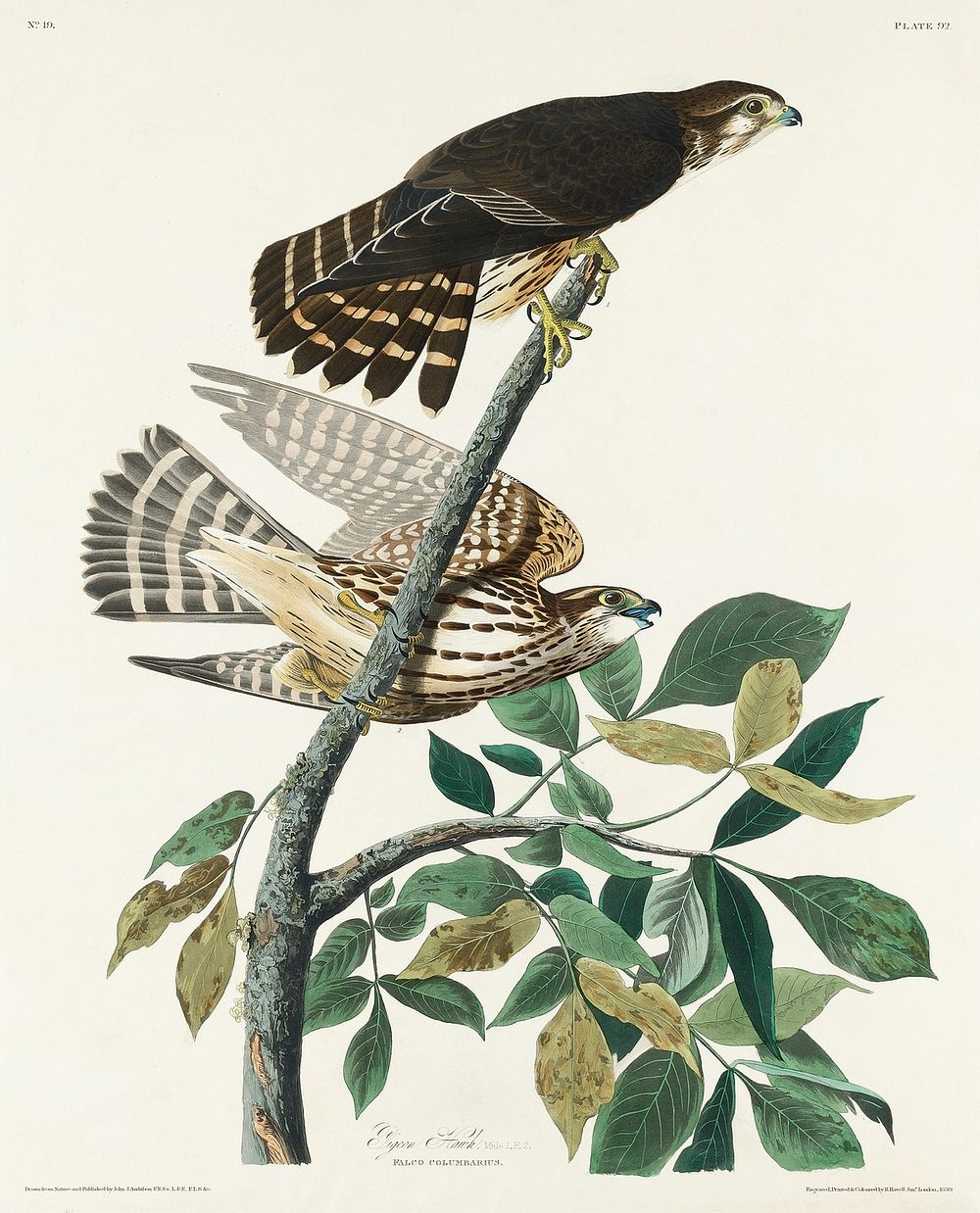 Pigeon Hawk from Birds of America (1827) by John James Audubon, etched by William Home Lizars. Original from University of…