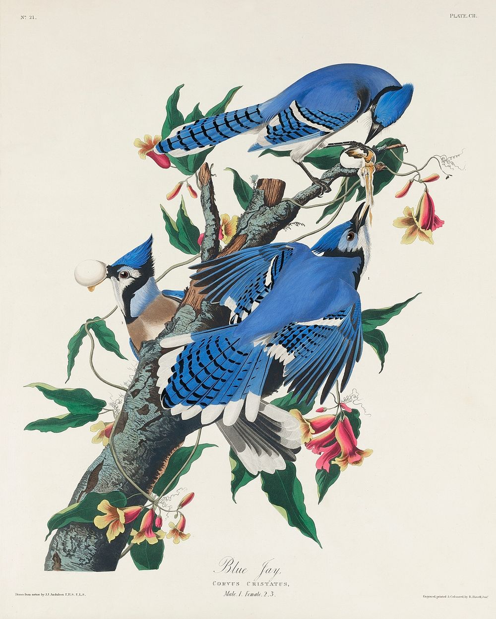 Blue Jay from Birds of America (1827) by John James Audubon, etched by William Home Lizars. Original from University of…