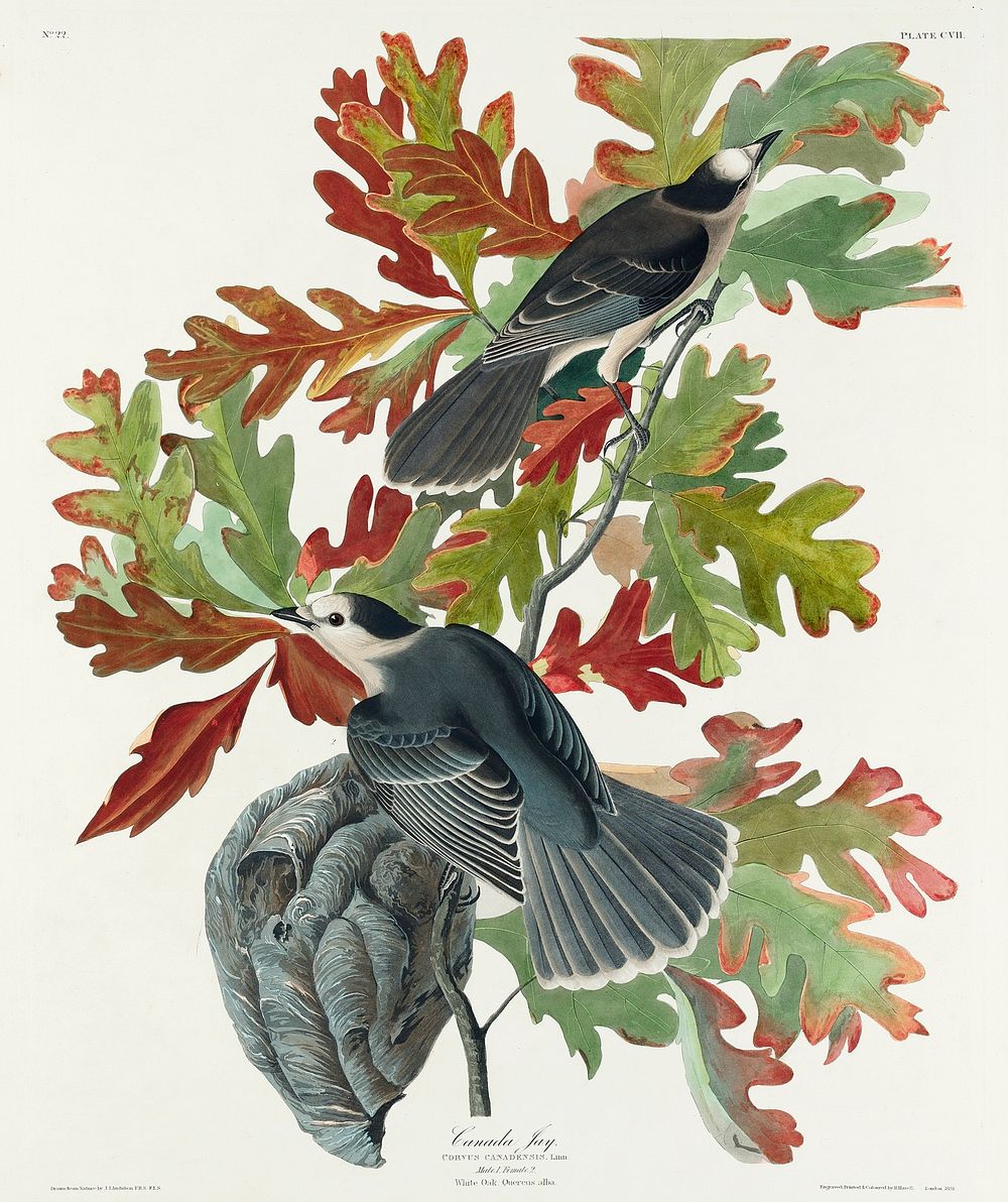 Canada Jay from Birds of America (1827) by John James Audubon, etched by William Home Lizars. Original from University of…