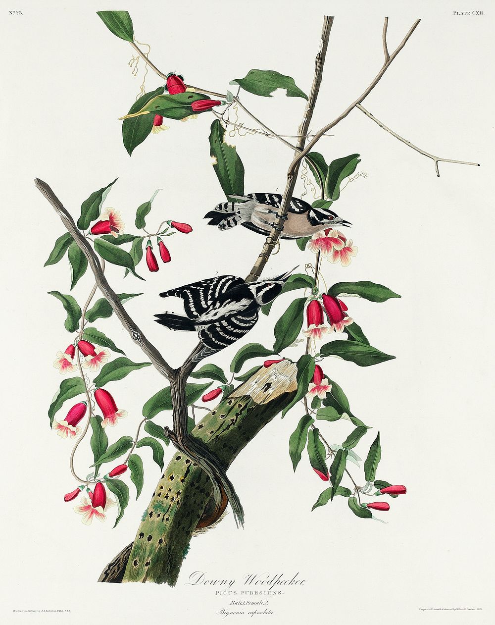 Downy Woodpecker from Birds of America (1827) by John James Audubon, etched by William Home Lizars. Original from University…