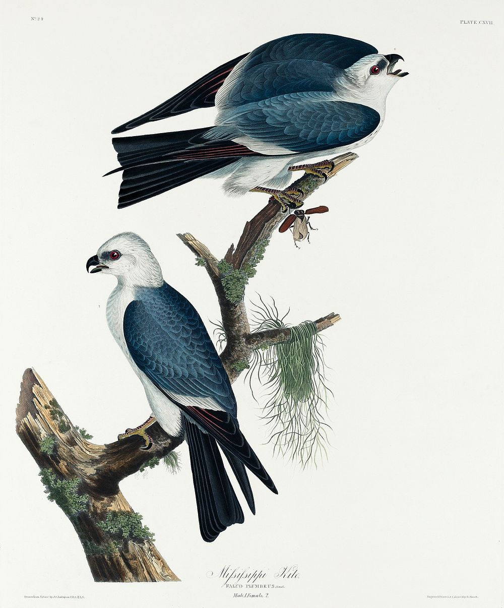 Mississippi Kite from Birds of America (1827) by John James Audubon, etched by William Home Lizars. Original from University…
