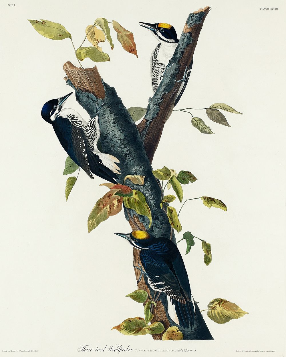 Three-toed Woodpecker from Birds of America (1827) by John James Audubon, etched by William Home Lizars. Original from…