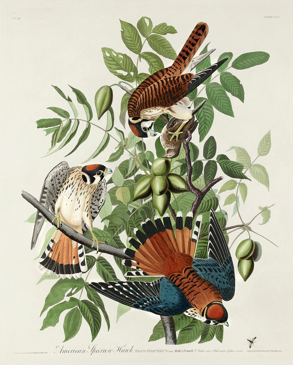 American Sparrow Hawk from Birds of America (1827) by John James Audubon, etched by William Home Lizars. Original from…