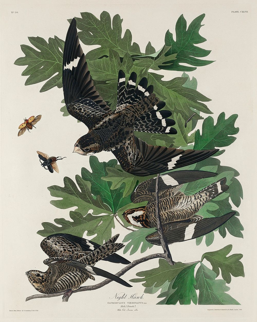 Night Hawk from Birds of America (1827) by John James Audubon, etched by William Home Lizars. Original from University of…