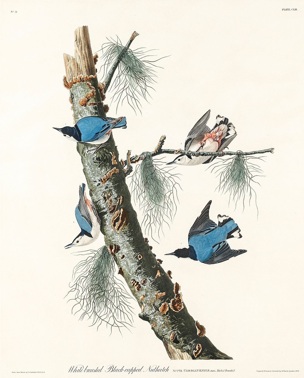 White-breasted Black-capped Nuthatch from Birds of America (1827) by John James Audubon, etched by William Home Lizars.…