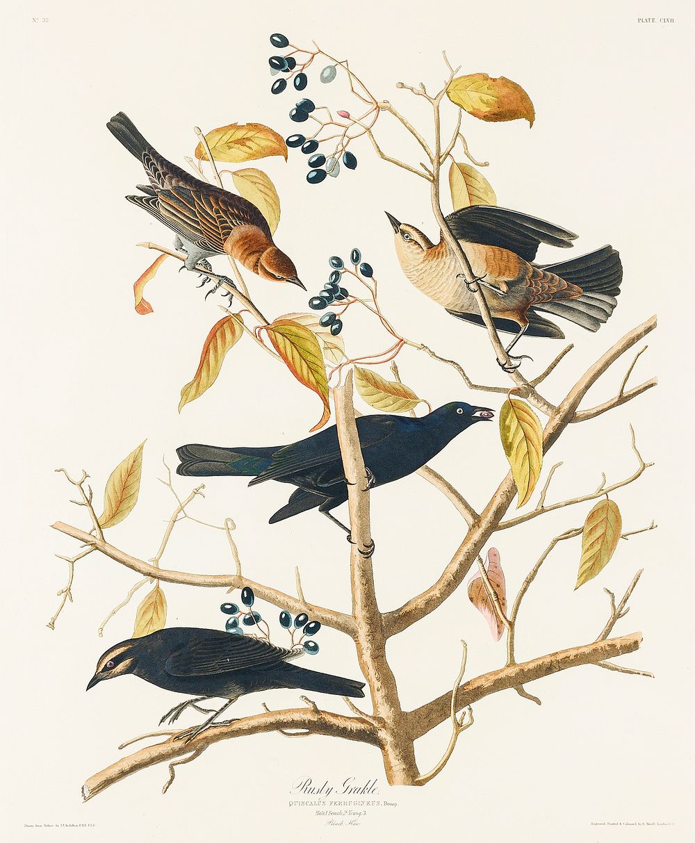 Rusty Grakle from Birds of America (1827) by John James Audubon, etched by William Home Lizars. Original from University of…