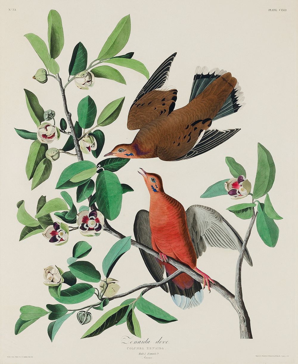 from Birds of America (1827) by John James Audubon, etched by William Home Lizars. Original from University of Pittsburg.…