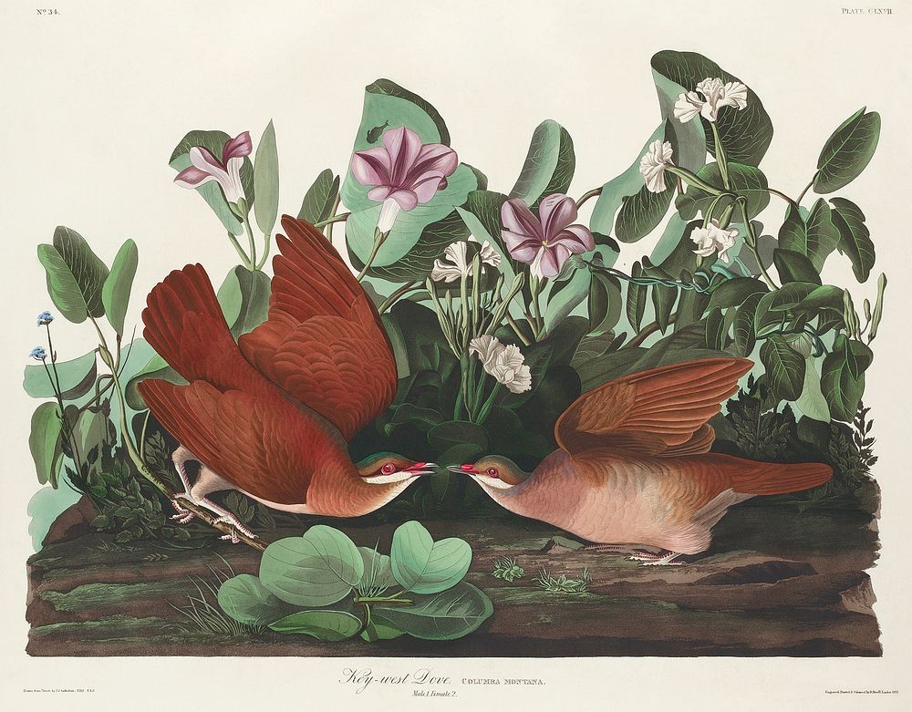 Key-west Dove from Birds of America (1827) by John James Audubon, etched by William Home Lizars. Original from University of…