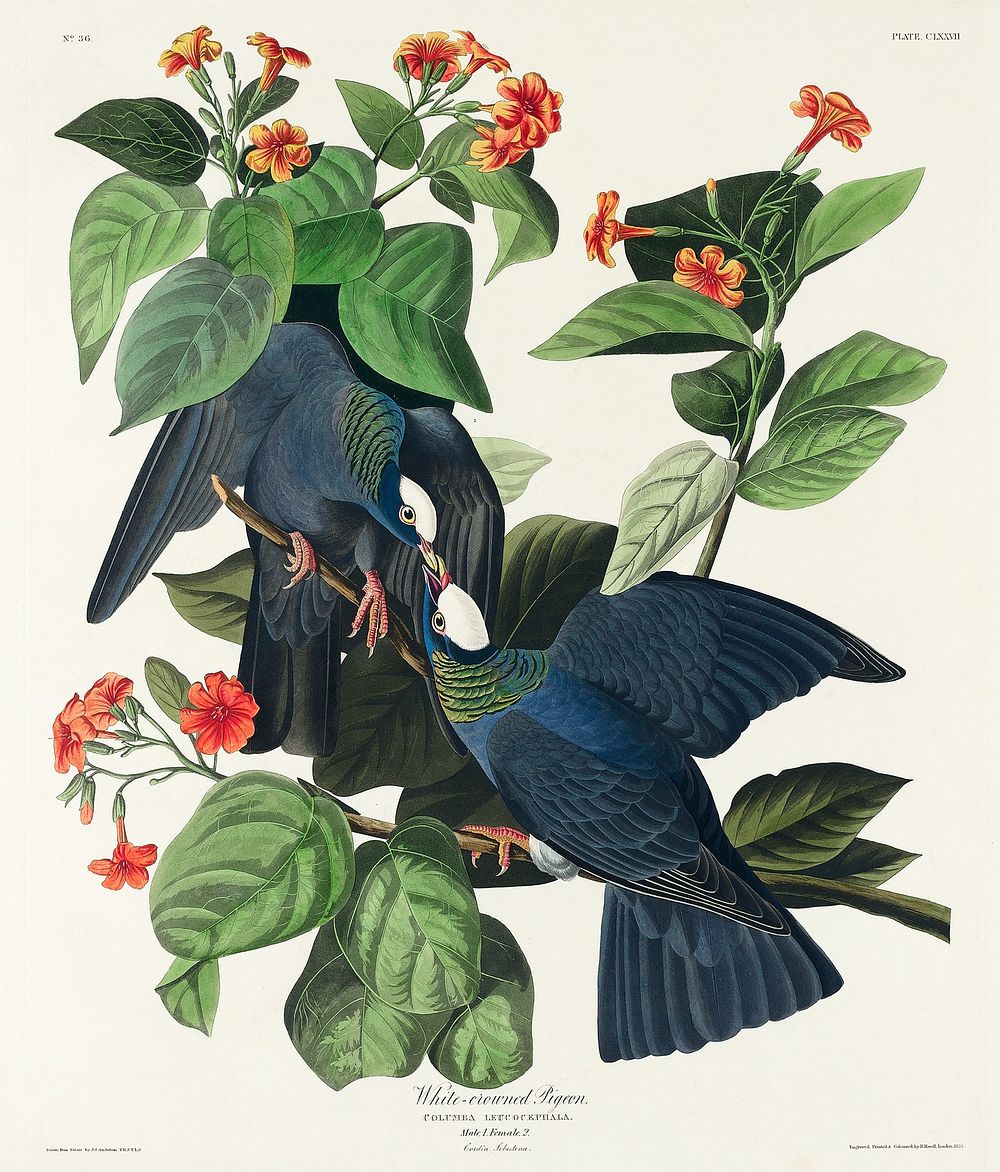 White-crowned Pigeon from Birds of America (1827) by John James Audubon, etched by William Home Lizars. Original from…
