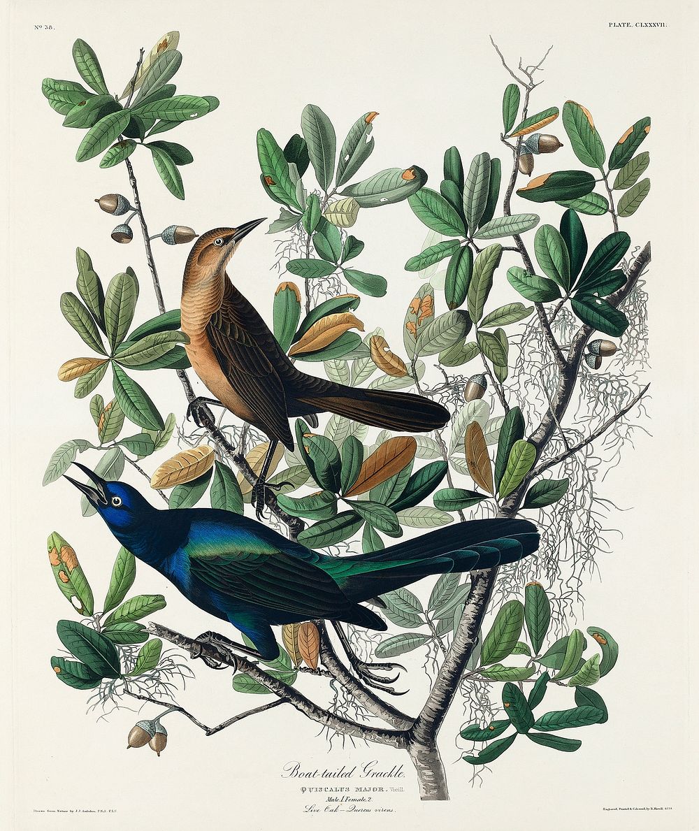 Boat-tailed Grackle from Birds of America (1827) by John James Audubon, etched by William Home Lizars. Original from…