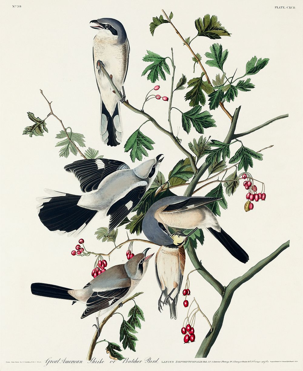 Great cinereous Shrike, or Butcher Bird from Birds of America (1827) by John James Audubon, etched by William Home Lizars.…