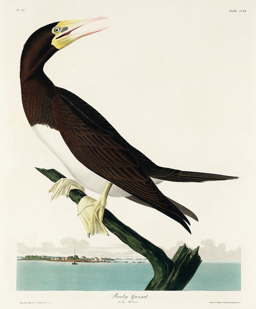 Booby Gannet from Birds of America (1827) by John James Audubon, etched by William Home Lizars. Original from University of…