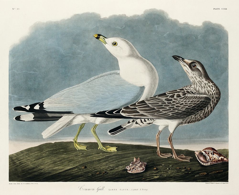 Common American Gull from Birds of America (1827) by John James Audubon, etched by William Home Lizars. Original from…