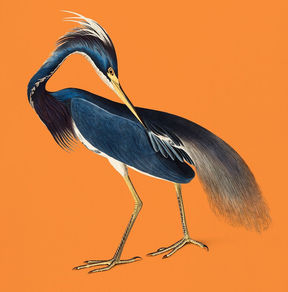 Vintage Illustration of Louisiana Heron.