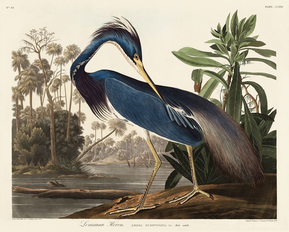 Louisiana Heron from Birds of America (1827) by John James Audubon, etched by William Home Lizars. Original from University…