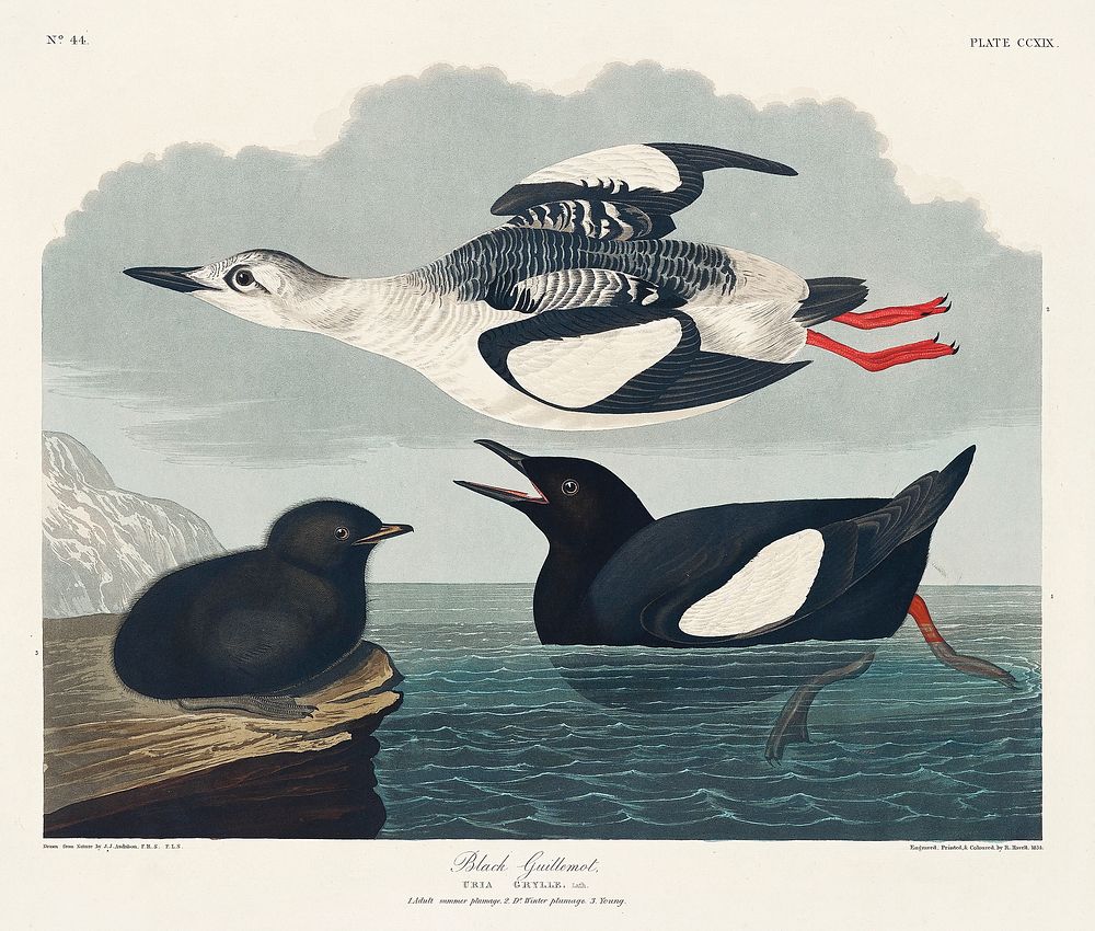 Black Guillemot from Birds of America (1827) by John James Audubon, etched by William Home Lizars. Original from University…