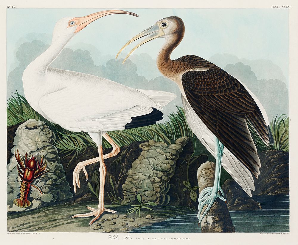 White Ibis from Birds of America (1827) by John James Audubon, etched by William Home Lizars. Original from University of…