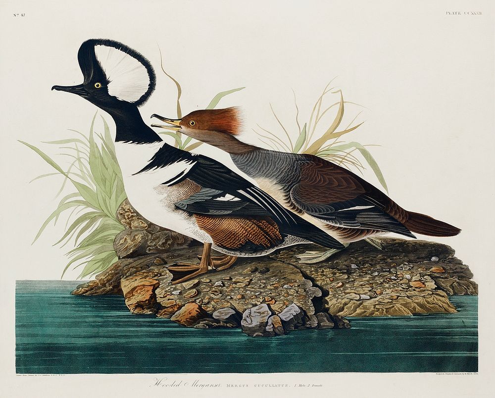 Hooded Merganser from Birds of America (1827) by John James Audubon, etched by William Home Lizars. Original from University…