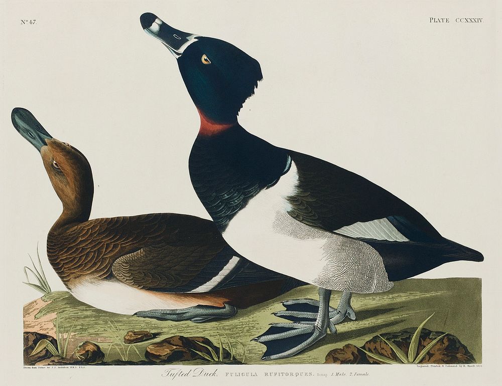 Ring-necked Duck from Birds of America (1827) by John James Audubon, etched by William Home Lizars. Original from University…