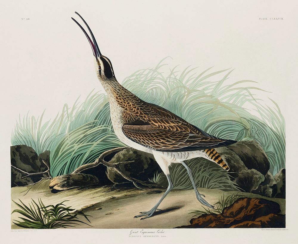 Hudsonian Curlew from Birds of America (1827) by John James Audubon, etched by William Home Lizars. Original from University…