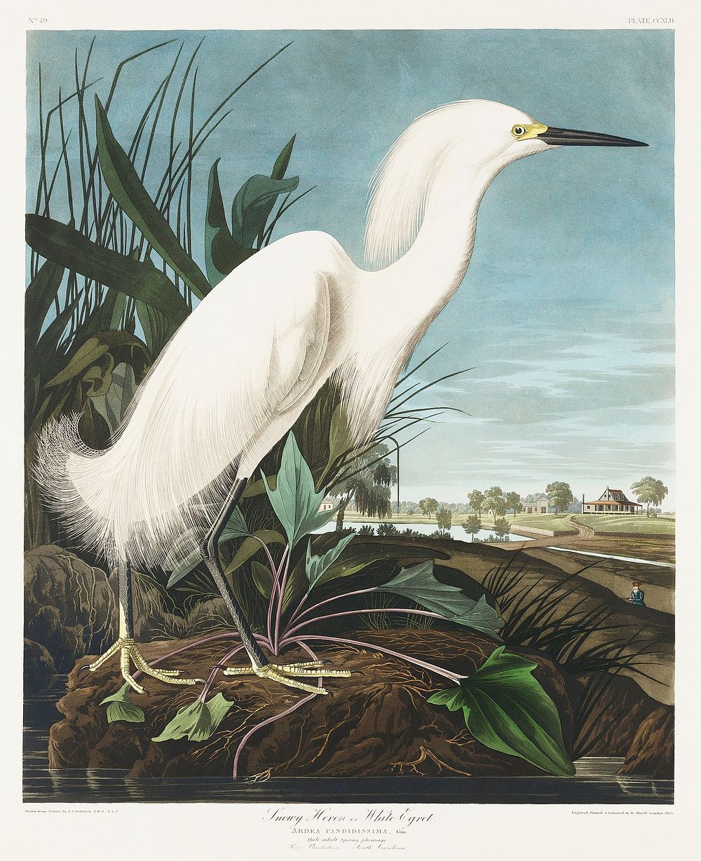 Snowy Heron, or White Egret from Birds of America (1827) by John James Audubon, etched by William Home Lizars. Original from…