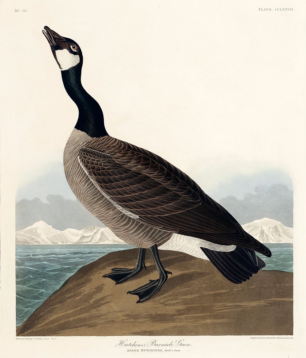 Hutchins's Barnacle Goose from Birds of America (1827) by John James Audubon, etched by William Home Lizars. Original from…