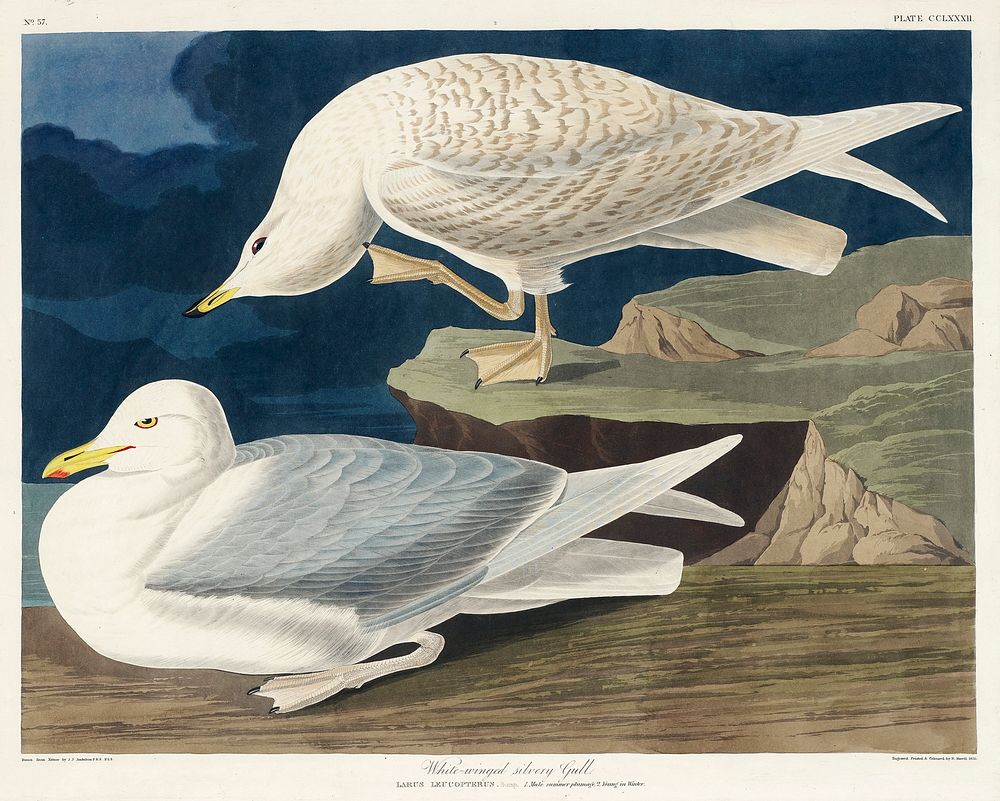 White-winged silvery Gull from Birds of America (1827) by John James Audubon, etched by William Home Lizars. Original from…