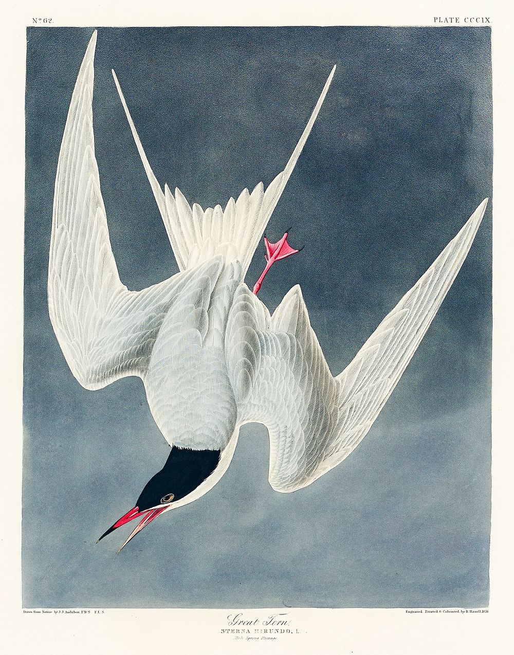 Great Tern from Birds of America (1827) by John James Audubon, etched by William Home Lizars. Original from University of…