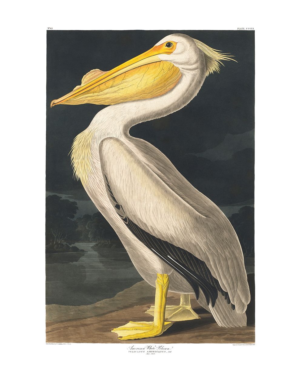 American White Pelican vintage illustration wall art print and poster design. Original from Birds of America by John James…