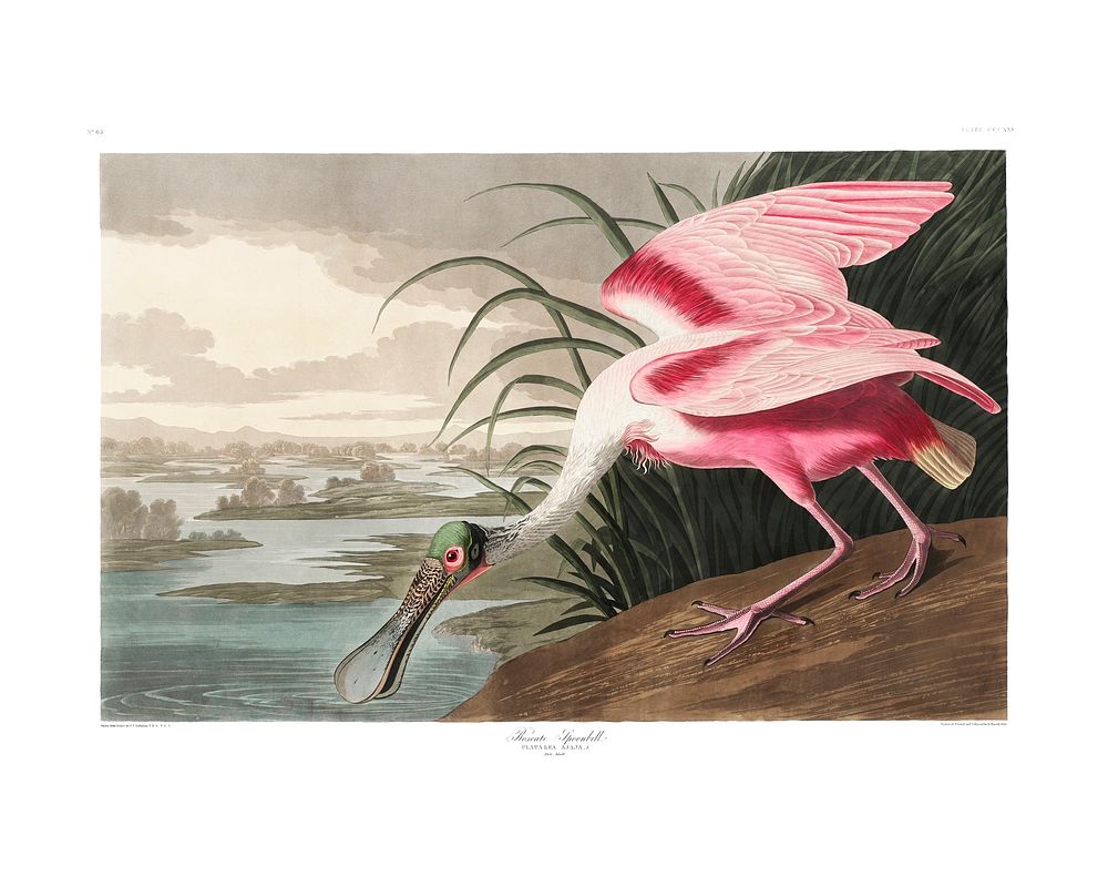 Roseate Spoonbill vintage illustration wall art print and poster design. Original from Birds of America by John James…