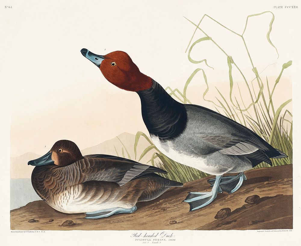 Red-headed Duck from Birds of America (1827) by John James Audubon, etched by William Home Lizars. Original from University…